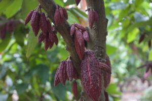 Ripe, dark red, antioxidant rich, cacao fruit pods hanging from the tree