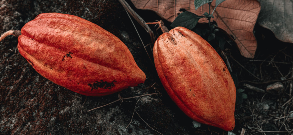 Fun Facts About Cacao